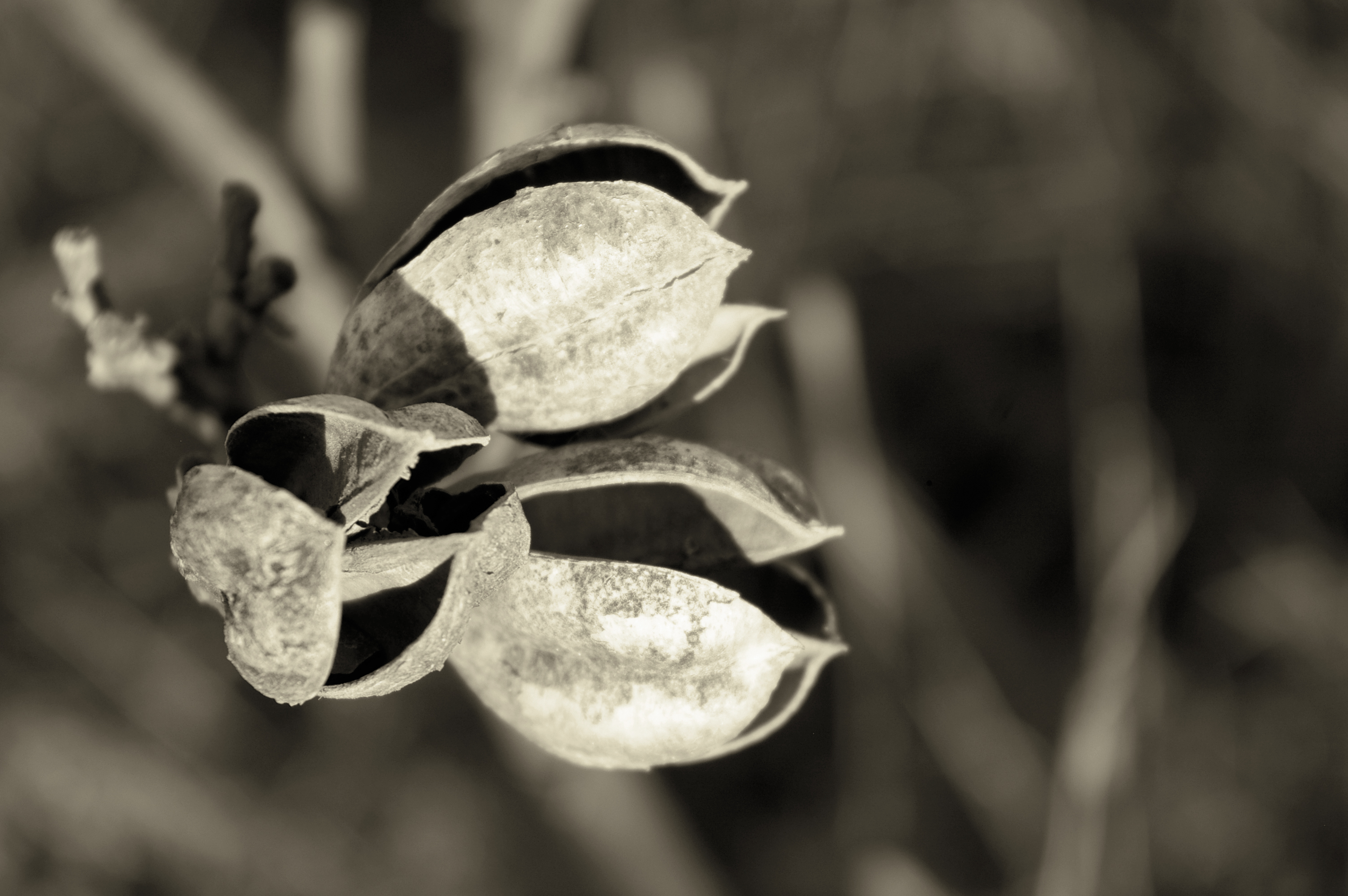 3 oriesky pre popolusku.jpg